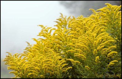 Goldenrod