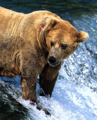 Boar Bear- Katmai