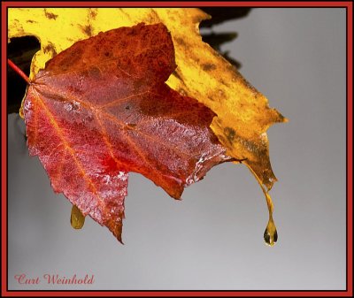 Leaf drops