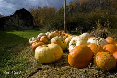 Pumpkin patch