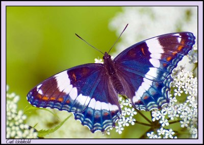 White Admiral