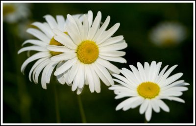 Daisies