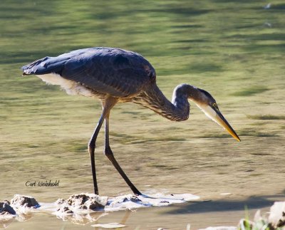 Great Blue Heron