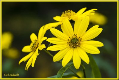 Jerusalem Artichoke