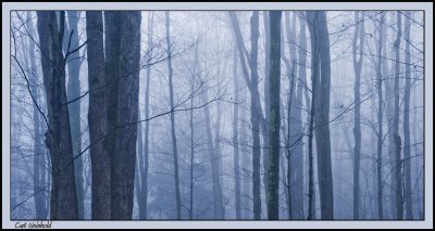 Morning Fog in Dingmans Woods