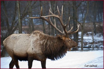 Bull Elk,                  Benezette, Pa.