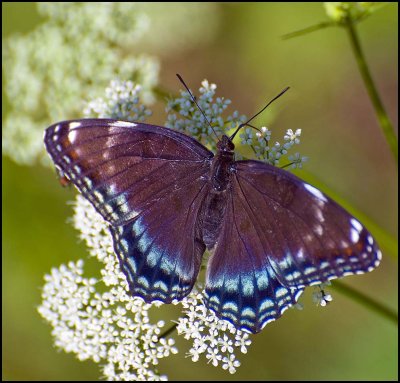 White Admiral