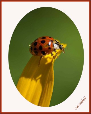 LadyBird beetle