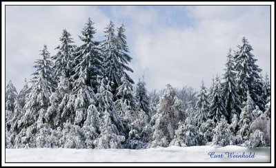 Snowy Spruce on Denton Hill