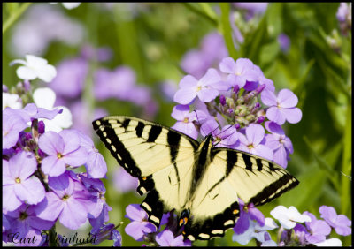 Tiger Swallowtail on Phlox