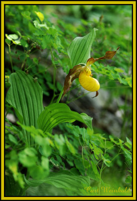 Yellow Lady Slipper Orchid