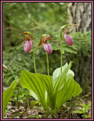 Pink Lady Slipper Orchid