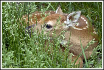 Whitetail Fawn