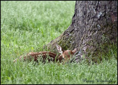 Whitetail Fawn II