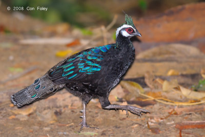 Pheasant, Palawan Peacock @ Sabang