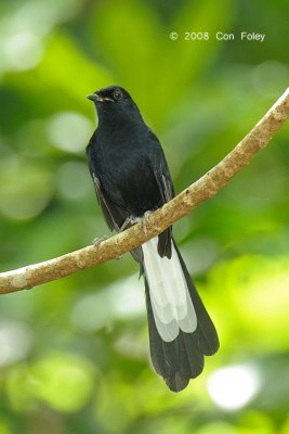 Shama, White-vented @ Sabang