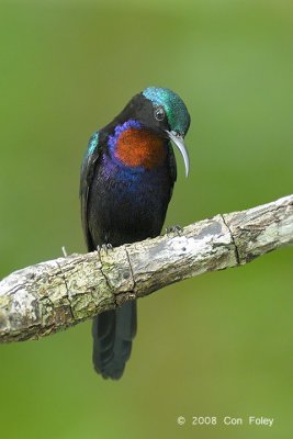 Sunbird, Copper-throated (male) @ Sabang