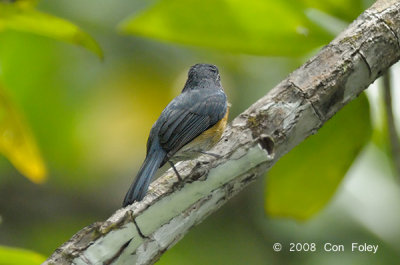 Flycatcher, Mangrove Blue (female) @ Sabang