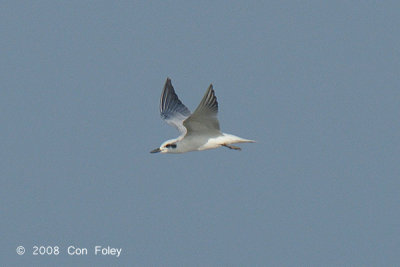 Tern, Gull-billed @ Pontian