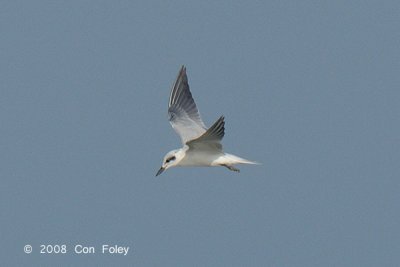 Tern, Gull-billed @ Pontian