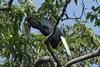 Hornbill, Palawan (female) @ Sabang