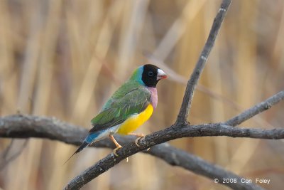 Finch, Gouldian @ Mary River Excavation Pits