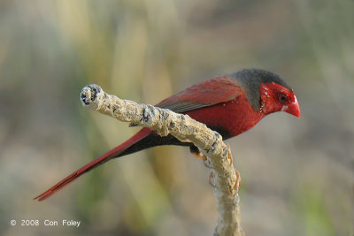Finch, Crimson (male) @ Mary River Excavation Pits