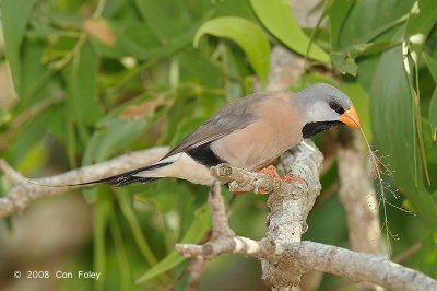 Finch, Long-tailed @ Casuarina Coastal Reserve