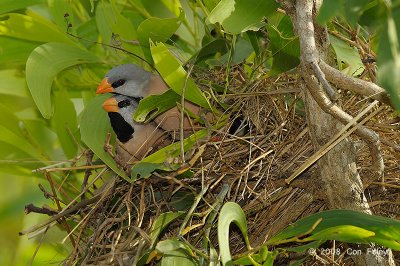 Finch, Long-tailed @ Casuarina Coastal Reserve