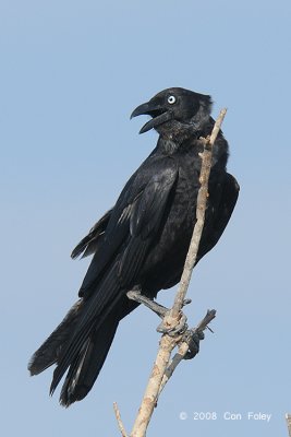 Crow, Torresian @ Mary River Excavation Pits