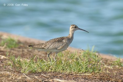 Curlew, Little @ Leanyer Sewage Works