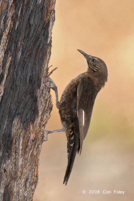 Treecreeper, Black-tailed @ Mary River Park