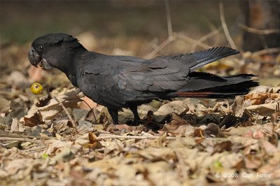 Cockatoo, Red-tailed Black @ Nightcliff