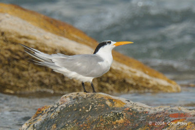 Tern, Lesser Crested @ Nightcliff