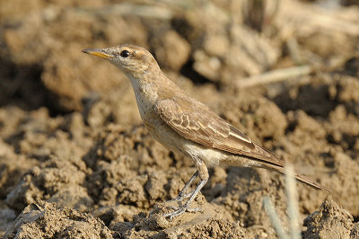 Triller, White-winged (female) @ Mary River Excavation Pits