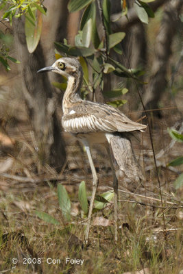 Stone-curlew, Bush @ near Palmerston