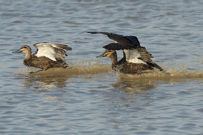 Duck, Pacific Black @ Mamukala Wetlands