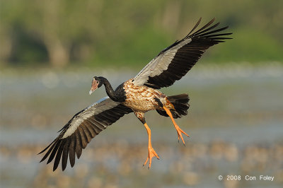 Goose, Magpie @ Mamukala Wetlands