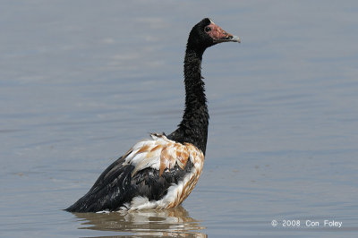 Goose, Magpie @ Mamukala Wetlands