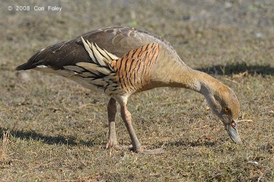 Duck, Plumed Whistling @ Mamukala Wetlands