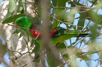 Parrot, Red-winged (male) @ Mary River Park