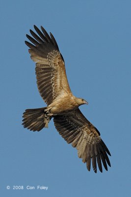 Kite, Whistling @ Mamukala Wetlands