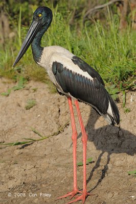 Stork, Black-necked