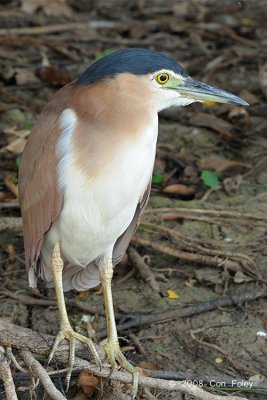 Heron, Nankeen Night @ Yellow Water