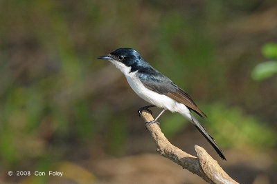 Flycatcher, Restless @ Yellow Water