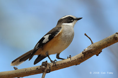 Robin, Buff-sided @ Cooinda