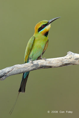 Bee-eater, Rainbow