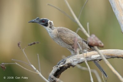 Friarbird, Silver-crowned @ near Mary River Roadhous