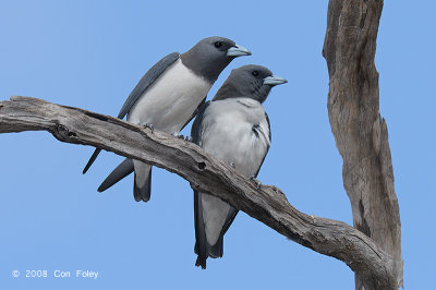 Woodswallow, White-breasted