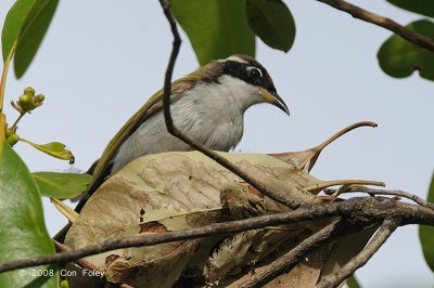 Honeyeater, White-throated @ Pine Creek Water Gardens